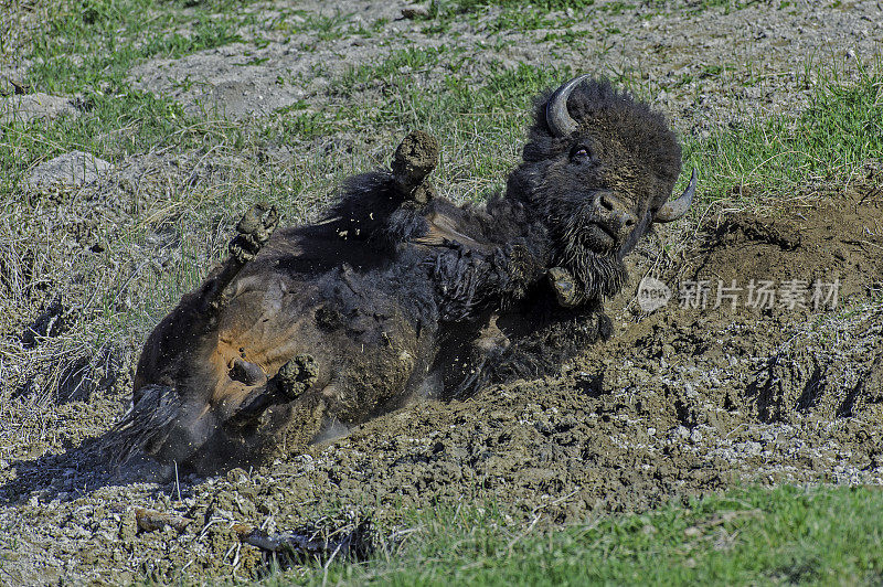 美国野牛(bison bison)，也被称为美国水牛，在怀俄明州的黄石国家公园大量发现。在泥土中滚来滚去，形成一个灰尘浴。